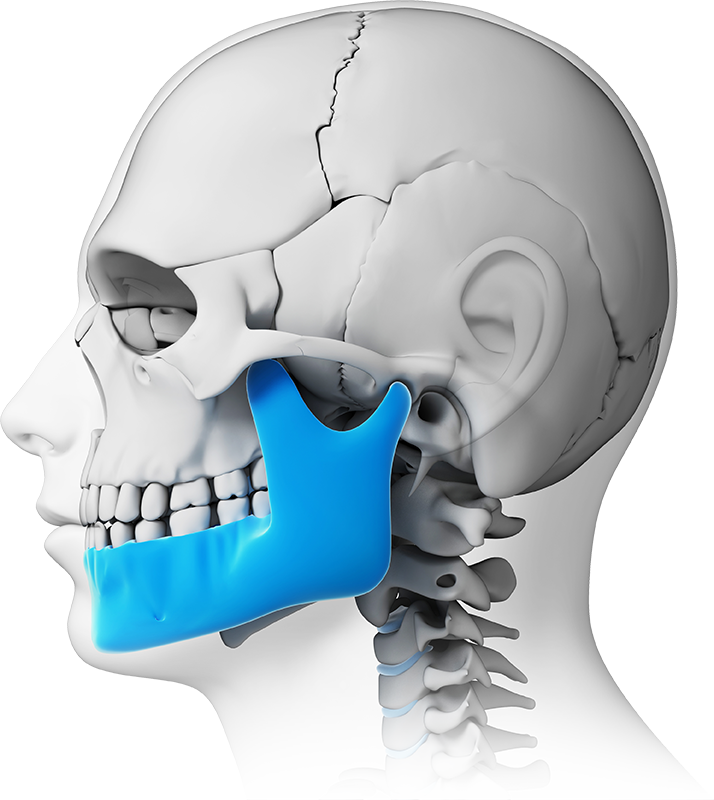 3d model of how TMJ works